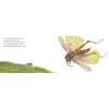 The Very Quiet Cricket Board Book