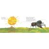 The Very Quiet Cricket Board Book